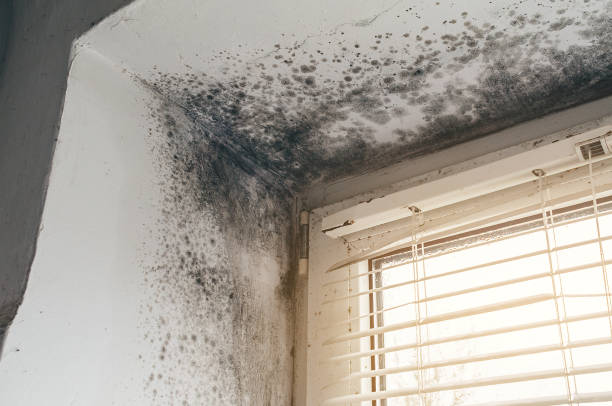 Affordable Mold Removal solutions in Berwyn, PA